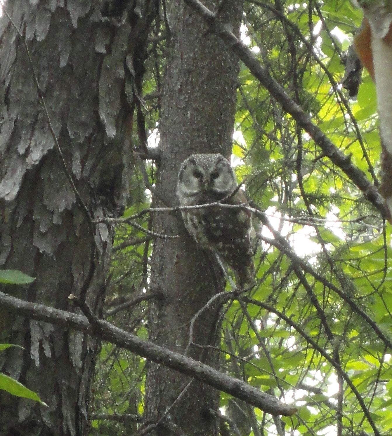 Мохноногий сыч Животный мир и природа Красноярского края